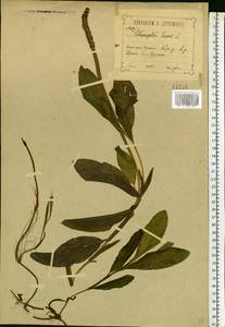 Potamogeton lucens L., Eastern Europe, Central forest-and-steppe region (E6) (Russia)