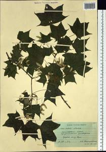 Acer pictum subsp. mono (Maxim.) H. Ohashi, Siberia, Russian Far East (S6) (Russia)