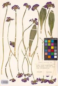 Primula auriculata Lam., Caucasus, North Ossetia, Ingushetia & Chechnya (K1c) (Russia)