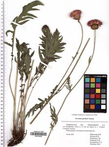 Klasea radiata subsp. gmelinii (Tausch) L. Martins, Eastern Europe, Eastern region (E10) (Russia)