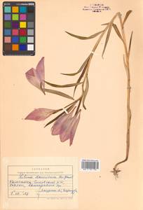 Lilium pensylvanicum Ker Gawl., Siberia, Chukotka & Kamchatka (S7) (Russia)