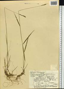 Elymus macrourus (Turcz.) Tzvelev, Siberia, Central Siberia (S3) (Russia)