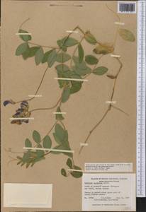 Lathyrus japonicus Willd., America (AMER) (Canada)
