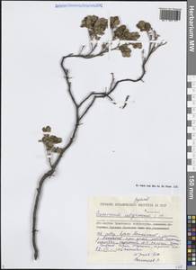 Vaccinium uliginosum L., Siberia, Chukotka & Kamchatka (S7) (Russia)