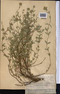 Ziziphora clinopodioides Lam., Middle Asia, Dzungarian Alatau & Tarbagatai (M5) (Kazakhstan)