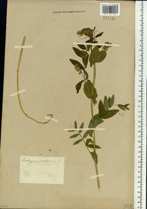 Lathyrus pisiformis L., Siberia, Western Siberia (S1) (Russia)