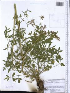 Siler montanum subsp. montanum, Western Europe (EUR) (Italy)