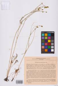 Ranunculus pedatus Waldst. & Kit., Middle Asia, Caspian Ustyurt & Northern Aralia (M8) (Kazakhstan)