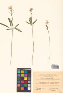 Cardamine trifida (Lam. ex Poir.) B. M. G. Jones, Siberia, Russian Far East (S6) (Russia)