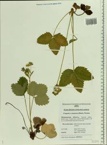 Fragaria ×ananassa (Weston) Rozier, Eastern Europe, Northern region (E1) (Russia)
