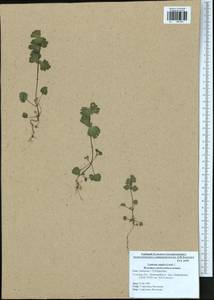Lamium amplexicaule L., Eastern Europe, Central region (E4) (Russia)