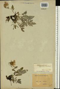 Psephellus marschallianus (Spreng.) K. Koch, Eastern Europe, North Ukrainian region (E11) (Ukraine)