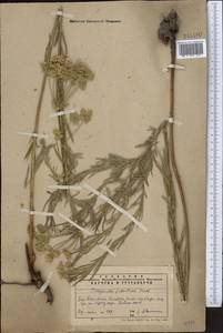 Euphorbia virgata Waldst. & Kit., Middle Asia, Western Tian Shan & Karatau (M3) (Kazakhstan)