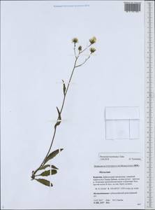 Hieracium korshinskyi Zahn, Siberia, Baikal & Transbaikal region (S4) (Russia)