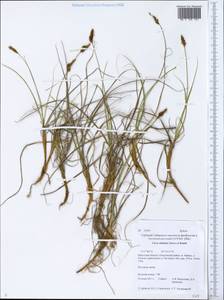 Carex sabulosa Turcz. ex Kunth, Siberia, Baikal & Transbaikal region (S4) (Russia)