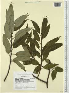 Salix fragilis L., Western Europe (EUR) (Bulgaria)
