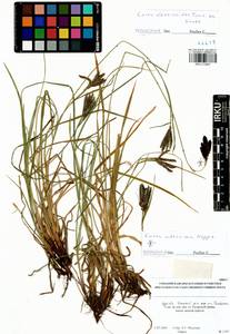 Carex eleusinoides Turcz. ex Kunth, Siberia, Baikal & Transbaikal region (S4) (Russia)