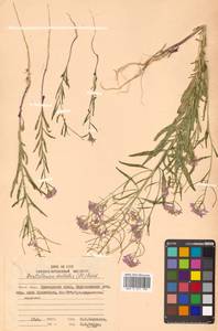 Dontostemon dentatus (Bunge) C. A. Mey. ex Ledeb., Siberia, Russian Far East (S6) (Russia)