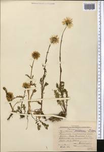 Tanacetum richterioides (C. Winkl.) K. Bremer & Humphries, Middle Asia, Western Tian Shan & Karatau (M3) (Kyrgyzstan)