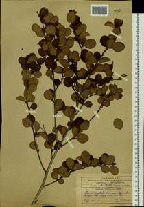 Betula fruticosa Pall., Siberia, Russian Far East (S6) (Russia)