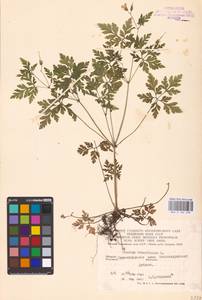 Geranium robertianum L., Eastern Europe, South Ukrainian region (E12) (Ukraine)