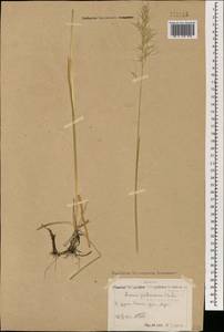 Avenula pubescens (Huds.) Dumort., Mongolia (MONG) (Mongolia)
