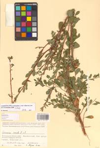Spiraea crenata L., Eastern Europe, Lower Volga region (E9) (Russia)