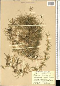 Cynodon dactylon (L.) Pers., Caucasus, Azerbaijan (K6) (Azerbaijan)