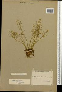 Draba hispida Willd., Caucasus, Abkhazia (K4a) (Abkhazia)