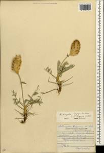 Astragalus lagopoides Lam., Caucasus, Armenia (K5) (Armenia)