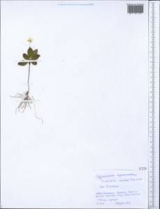 Lysimachia europaea var. arctica (Fisch. ex Hook.), Siberia, Russian Far East (S6) (Russia)