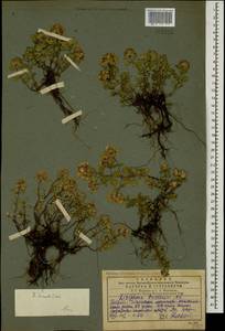 Ziziphora brantii K.Koch, Caucasus, Georgia (K4) (Georgia)
