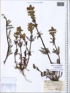 Pedicularis, Middle Asia, Northern & Central Tian Shan (M4) (Kyrgyzstan)