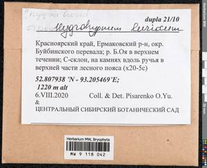Hygrohypnum luridum (Hedw.) Jenn., Bryophytes, Bryophytes - Krasnoyarsk Krai, Tyva & Khakassia (B17) (Russia)