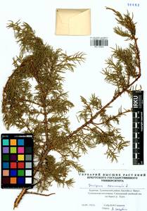 Juniperus communis L., Siberia, Baikal & Transbaikal region (S4) (Russia)