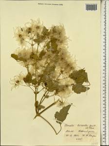 Clematis hirsuta Guill. & Perr., Africa (AFR) (Mali)