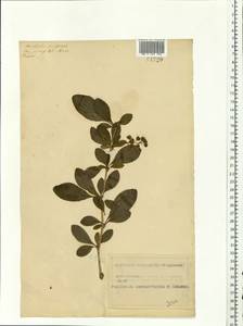 Berberis vulgaris L., Eastern Europe, Middle Volga region (E8) (Russia)