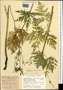 Eleutherospermum cicutarium (M. Bieb.) Boiss., Caucasus, North Ossetia, Ingushetia & Chechnya (K1c) (Russia)