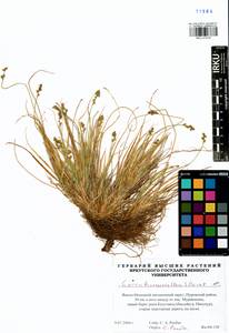 Carex brunnescens (Pers.) Poir., Siberia, Western Siberia (S1) (Russia)