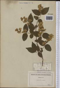 Deutzia scabra Thunb., America (AMER) (Not classified)