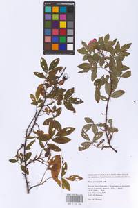 Rosa acicularis Lindl., Eastern Europe, Northern region (E1) (Russia)