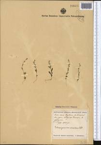 Pseudolappula sinaica (A. DC.) Khoshsokhan, Sherafati & Kaz. Osaloo, Middle Asia, Pamir & Pamiro-Alai (M2) (Uzbekistan)