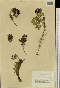 Dracocephalum origanoides subsp. bungeanum (Schischk. & Serg.) A.L.Budantsev, Siberia, Altai & Sayany Mountains (S2) (Russia)