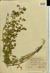 Medicago sativa L., Eastern Europe, North Ukrainian region (E11) (Ukraine)