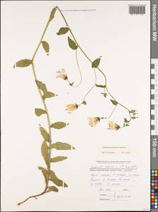Campanula sibirica subsp. elatior (Fomin) Fed., Caucasus, Black Sea Shore (from Novorossiysk to Adler) (K3) (Russia)