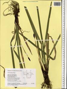 Carex pilosa Scop., Eastern Europe, Central region (E4) (Russia)