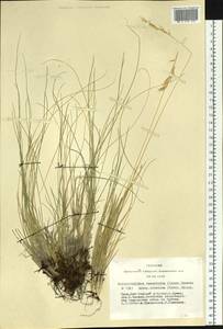 Helictotrichon desertorum (Less.) Pilg., Siberia, Altai & Sayany Mountains (S2) (Russia)