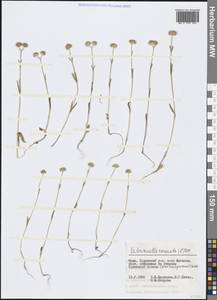 Valerianella coronata (L.) DC., Crimea (KRYM) (Russia)