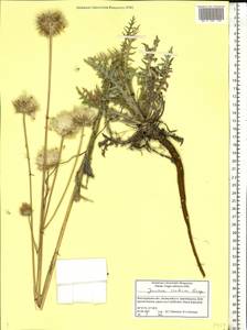 Jurinea cretacea Bunge, Eastern Europe, Lower Volga region (E9) (Russia)