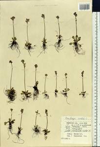 Micranthes nivalis (L.) Small, Siberia, Western Siberia (S1) (Russia)